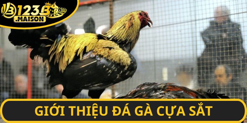 Sơ lược thông tin giới thiệu tổng quan về hình thức đá gà cựa sắt