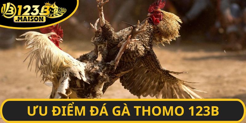  Những trận chọi gà chất lượng cao được nhà cái hỗ trợ 